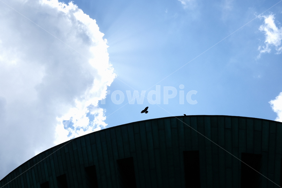 제주,새,까마귀,43기념관,하늘,구름,자연,풍경,nature,landscape,outdoors,옥외,animal,동물,bird,sky,azure sky,푸른 하늘,weather,날씨