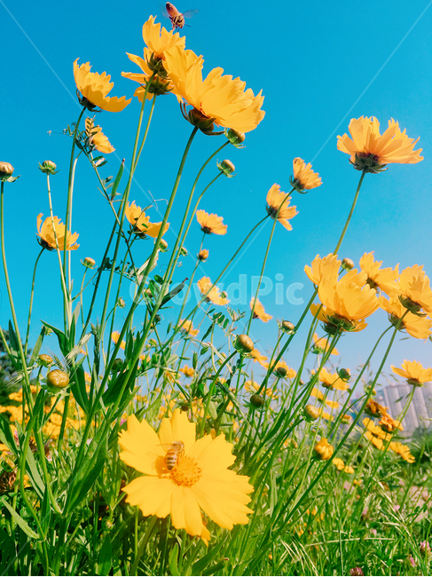 꽃,벌,파란하늘,자연풍경,식물,식물,자연,plants,nature,꽃,flower,색깔,색상,색채,색감,color sense,color sensitivity,feeling of color