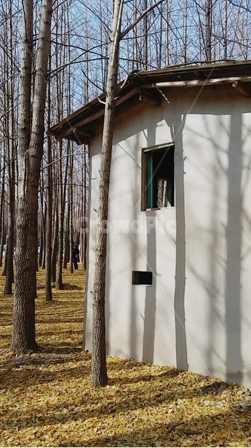 은행나무,나무그림자,은행잎,가을,나뭇가지,도리마울,fall,autumn,tree,treeshadow,ginkgo,meidenhair,meidenhairtree,ginkgoleaf,ginkgoleaves,branch