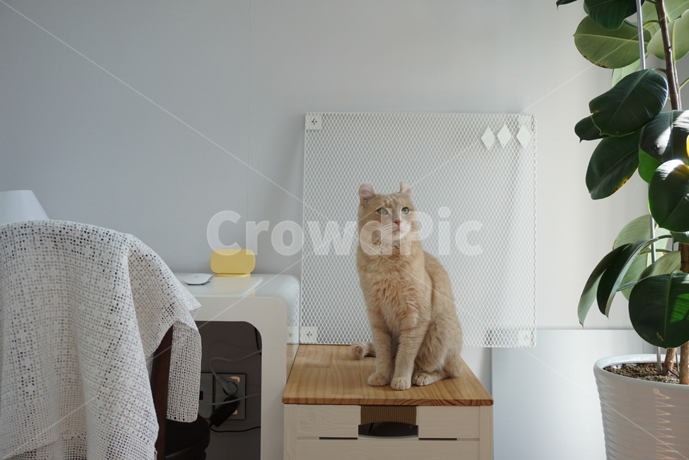cat,고양이,반려동물,아메리칸컬,애완동물,동물,animal,포유류,mammal,고양이,cat,kitten,kitty