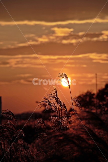 갈대,노을,공원,하늘,구름,reed,park,sky,그림자,실루엣,silhouette,sunset,가을,계절,fall,autumn,season,식물,자연,plants,nature,plant,grass,잔디,lawn