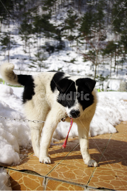 개,동물,설경,겨울,강아지,겨울,계절,winter,season,동물,animal,포유류,mammal,개,강아지,dog,doggy