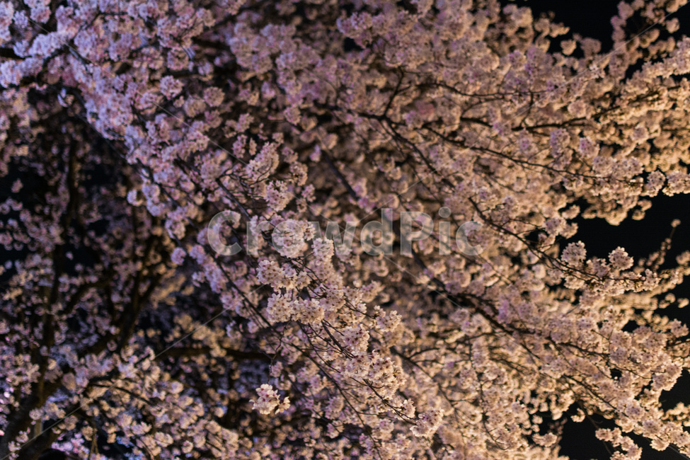 봄,벚꽃,축제,팝콘,블라썸,봄,계절,spring,season,plant,식물,blossom,꽃,flower