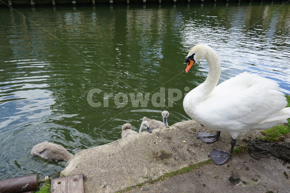 오리,duck,공원,새끼오리,호수,동물,animal,조류,새,birds