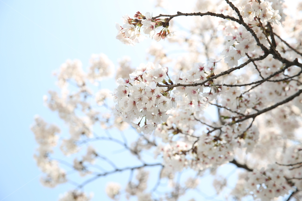 벚꽃,봄,꽃,나무,풍경,봄,계절,spring,season,식물,자연,plants,nature,꽃,flower,plant,blossom
