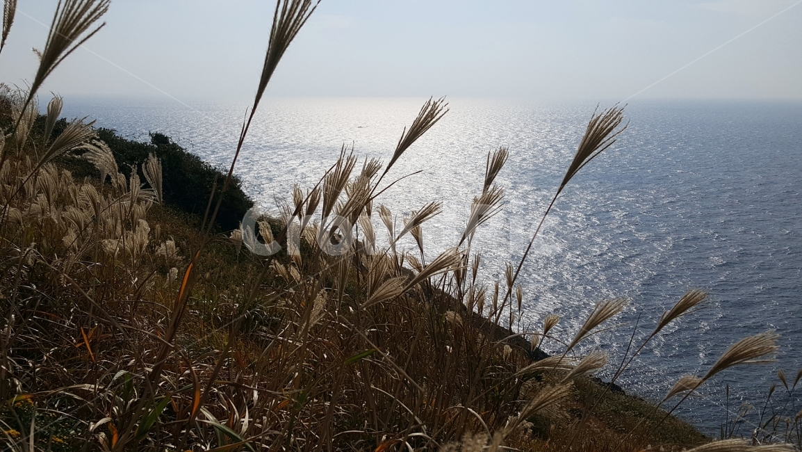 갈대,겨울,제주도,여행,윤슬,바다햇빛,winter,풍경,landscape,가을,계절,fall,autumn,season,식물,자연,plants,nature,grass,잔디,plant,lawn,reed