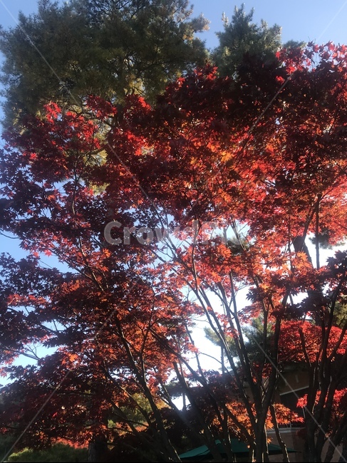 가을,단풍,자연,나무,하늘,가을,계절,fall,autumn,season,leaf,잎,plant,식물,tree,maple