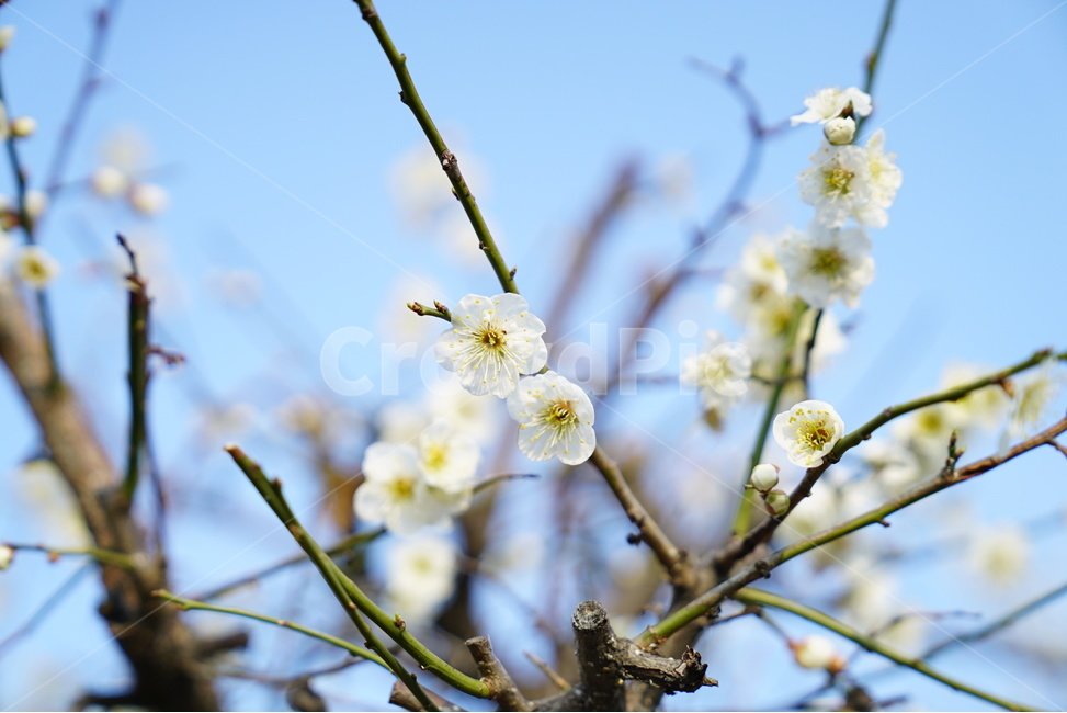 봄,벚꽃,꽃사진,클로즈업,꽃,봄,계절,spring,season,식물,자연,plants,nature,꽃,flower,plant