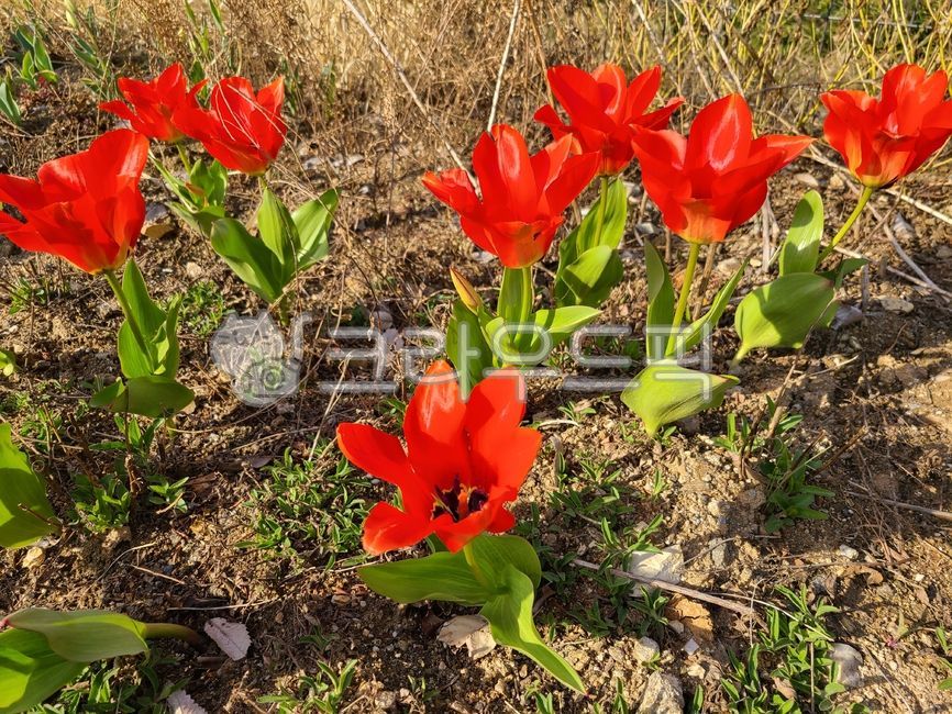 꽃,flower,식물,자연,빨간꽃