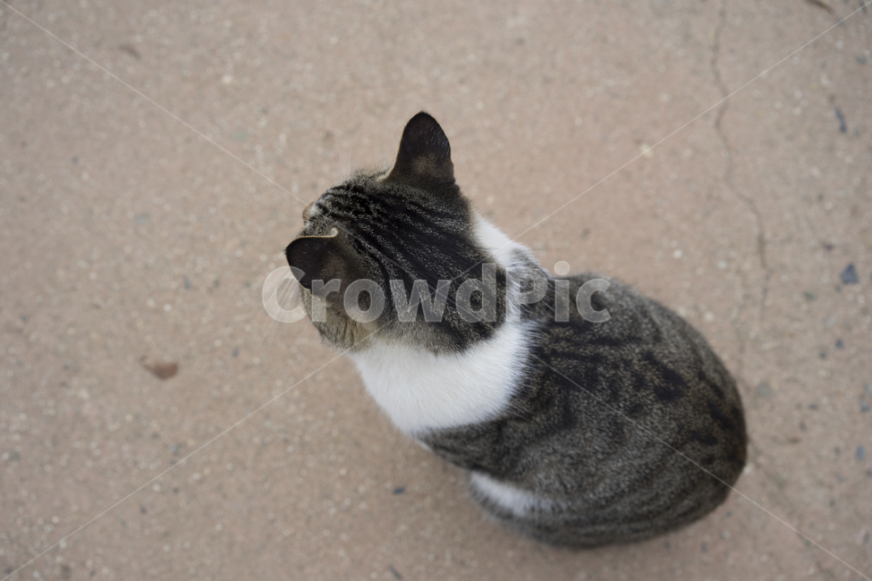 고양이,길고양이,나른한,고냥이,한가로운,동물,animal,포유류,mammal,고양이,cat,kitten,kitty