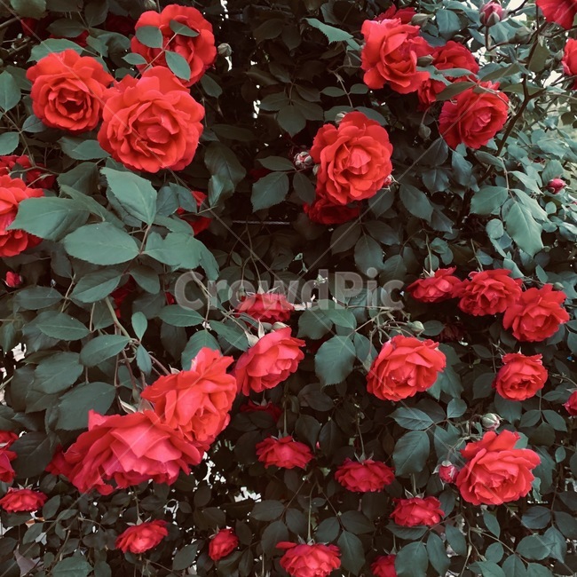 rose,장미,plant,식물,blossom,꽃,flower,geranium,제라늄