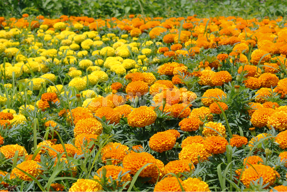 꽃,식물,꽃밭,자연,수목원,힐링,감성,노란꽃,식물,자연,plants,nature,꽃,flower