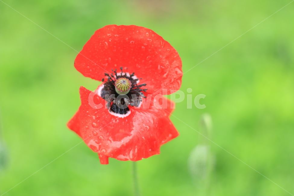 여름,향기,비,양귀비,위로,식물,자연,plants,nature,꽃,flower
