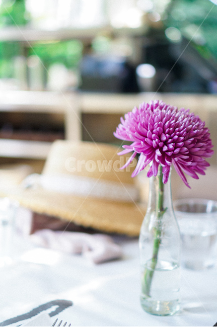 꽃,모자,flower,hat,꽃과모자,purple,yellow,꽃,flower,실내용화초,화분,화초,house plant,감성,sensible,feeling