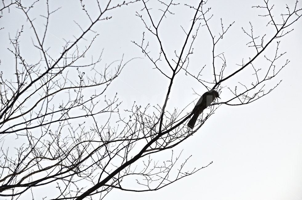 실루엣,가지,나무,새,하늘,봄,겨울,가을,동물,animal,조류,새,birds