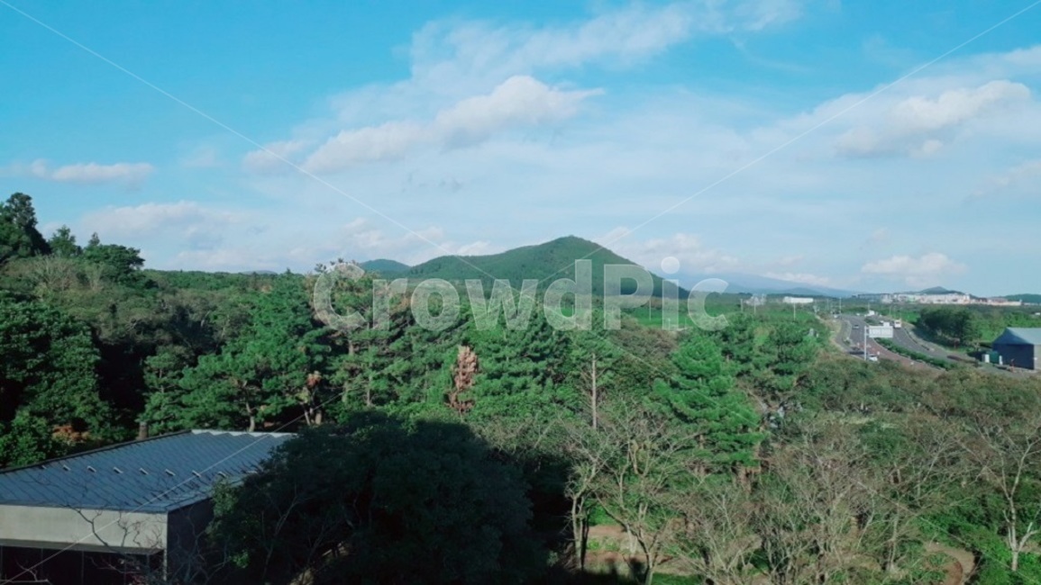 제주도,녹차밭,숲,하늘,풍경,밭,제주,나무,녹차