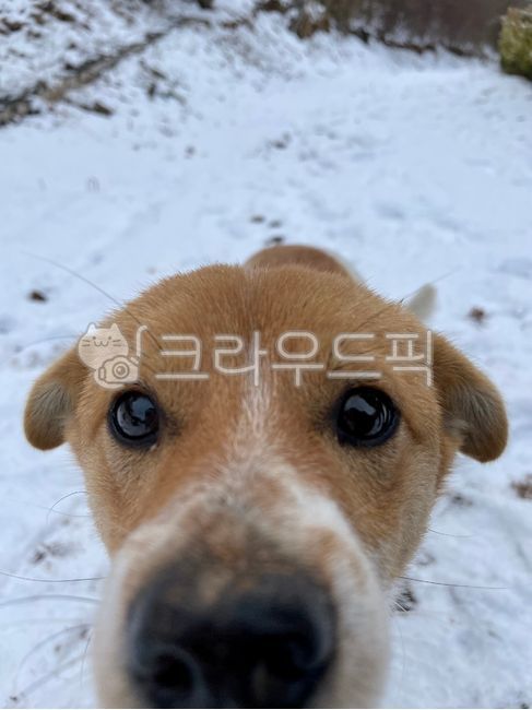 시골강아지,겨울,눈,강아지,아이컨택,동물,puppy,pet,dog