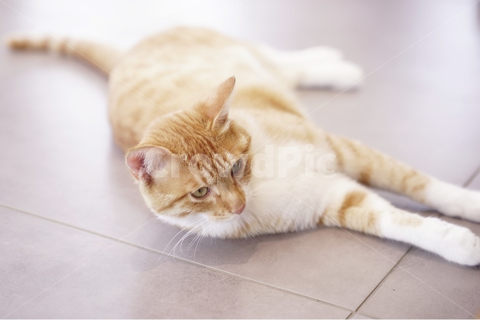 심쿵,고양이,귀여움,바닥,낮잠,동물,animal,포유류,mammal,고양이,cat,kitten,kitty