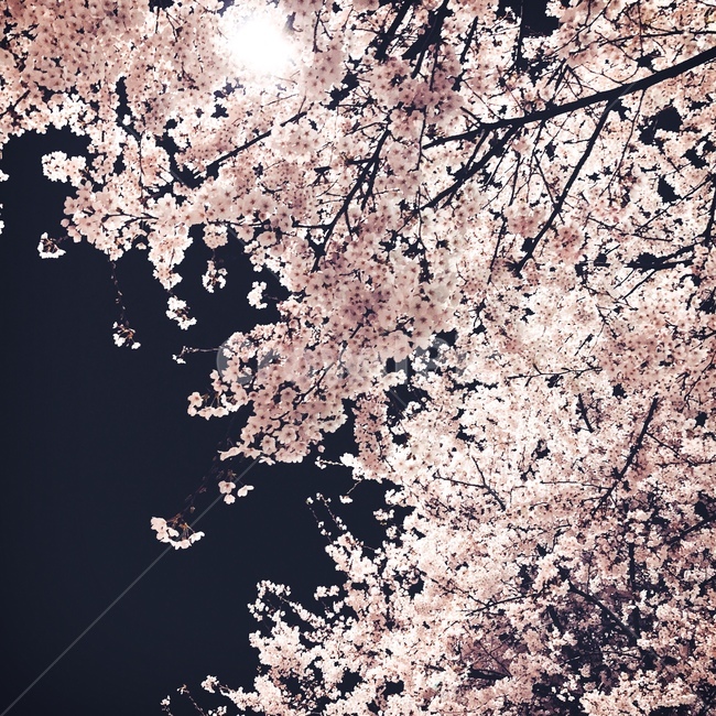 벚꽃,야경,꽃,봄,봄밤,봄,계절,spring,season,plant,식물,blossom,flower,cherry blossom