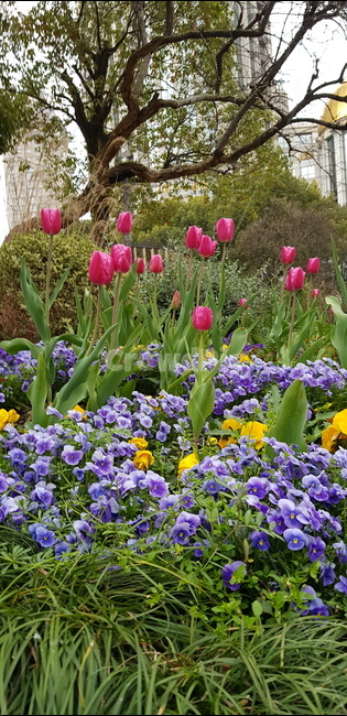꽃,들꽃,봄,연보라,보라색,흰색,자연,계절,식물,season,plants,nature,flower,식물,자연,plants,nature,꽃,flower