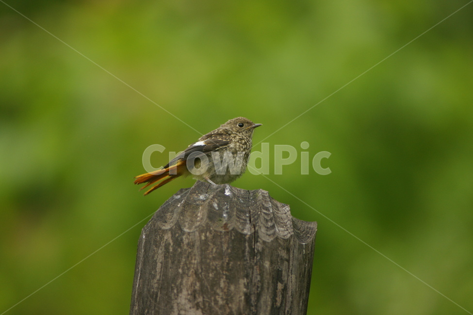 딱새,조류,텃새,포즈,새,동물,animal,조류,새,birds