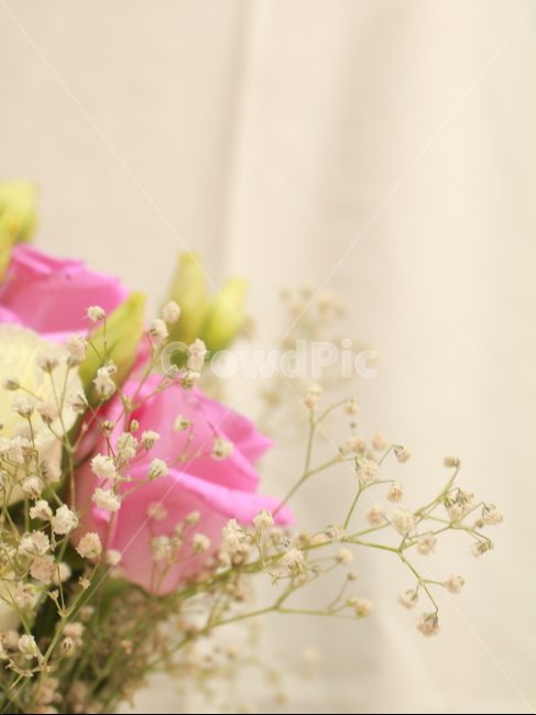 꽃,장미,꽃봉우리,스튜디오,정물,사물,오브젝트,안개꽃,감성,꽃,flower
