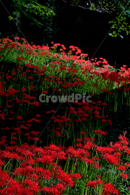 꽃무릇,상사화,군락,석산,군락지,식물,자연,plants,nature,꽃,flower