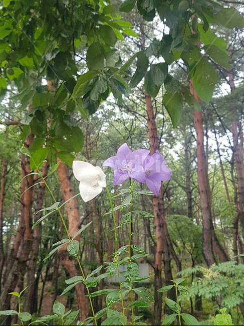 plant,식물,도라지꽃,도라지,꽃