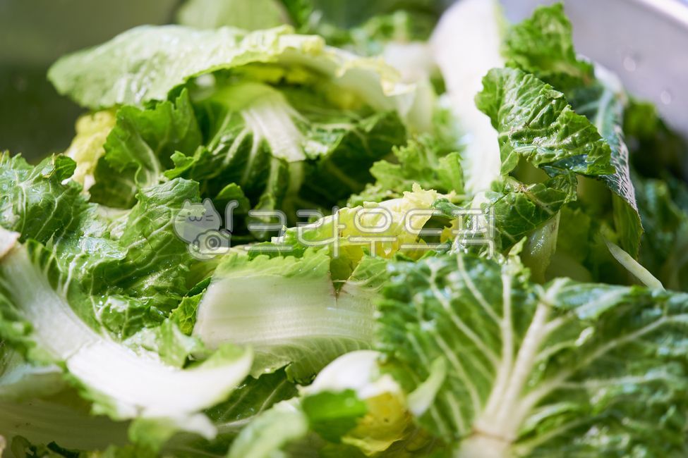 food, 음식, lettuce, 상추, vegetable, 사진,이미지,일러스트,캘리그라피 - neon0083작가