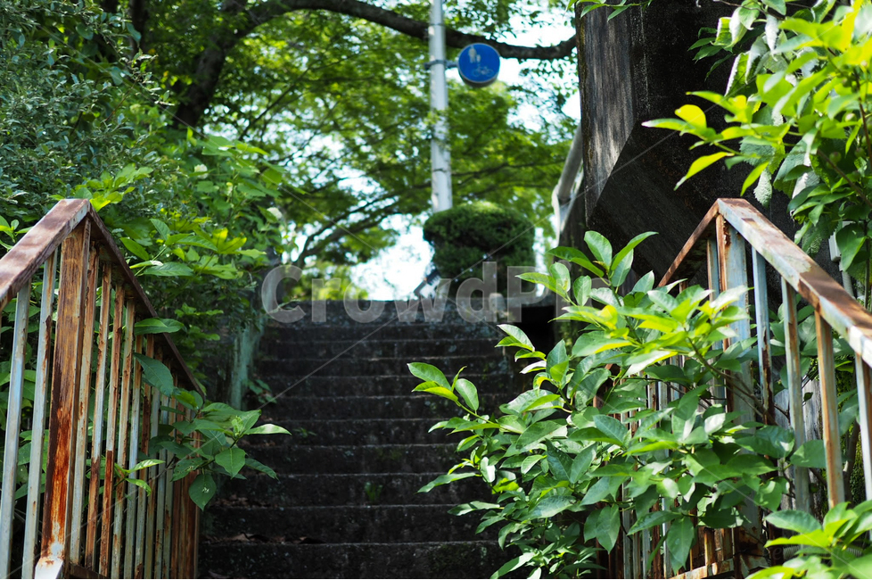 초록,자연,녹색,계단,사가,분위기,청량함,풍경,경치,여름,식물,자연,plants,nature