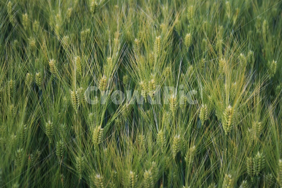 보리,벼과,대맥,재배식물,농작물,농업,농촌,한국정서,식물,자연,plants,nature