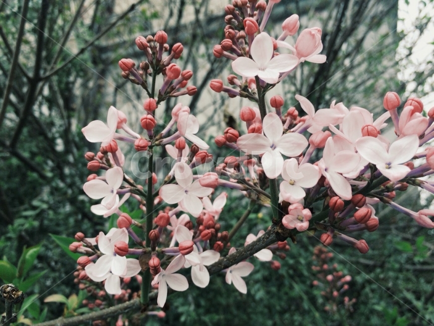 꽃,분홍,자연,나무,여름,summer,nature,plant,flower,pink,rosepink,color,색감,식물,자연,plants,nature,꽃,flower,감성,sensible,feeling