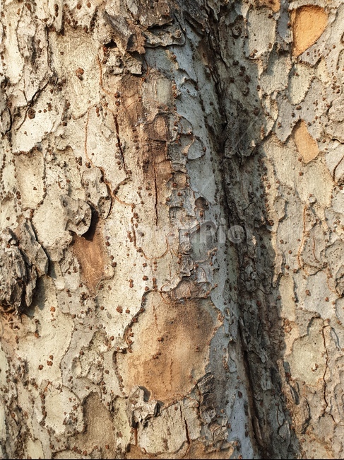 나무질감,나무껍질,자연,힐링,감성,배경,가을,나무,trees,wood