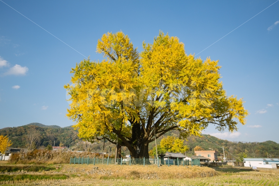 가을,단풍,노란색,감성,풍경,가을,계절,fall,autumn,season,시골,마을,풍경,landscape,country,rural,town,식물,자연,plants,nature,나무,trees,wood,tree,plant,outdoors,옥외