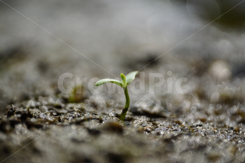 식물,이파리,풀,자연,풍경,경치,landscape,plant,plants,습지,환경,그린,녹색,green,생태계,감성,감성사진,힐링,힐링사진,스냅,스냅사진,스넵,스넵사진,snap,snapshot,느낌,분위기,feel,feeling,가을,계절,season,autumn,fall,싹,새싹,햇살,햇빛,시작,생명,축축한,젖은,물가,개울가,봄,spring,한국,korea,한국자연,야생식물,빛망울,보케,식물,자연,plants,nature,감성,sensible,feeling