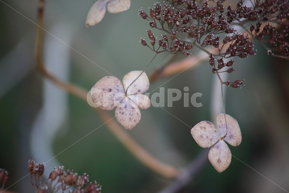 산수국,씨앗,종자,식물,seed,Mountainhydrangea,식물,자연,plants,nature,꽃,flower