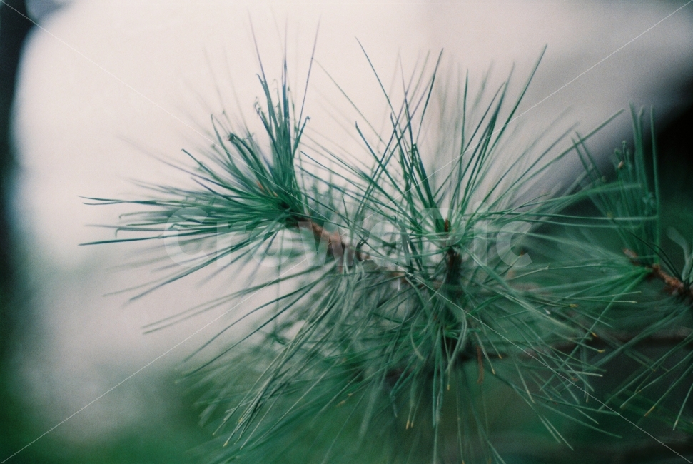 소나무,솔잎,필름,필름사진,나무,나뭇잎,가지,나뭇가지,식물,자연,plants,nature,감성,sensible,feeling