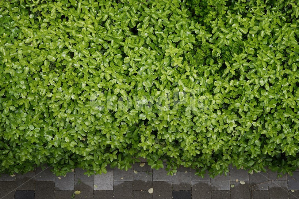 봄,식물,잎,새잎,녹색,freshgreen,newgreenleaves,newleaves,푸르름,계절