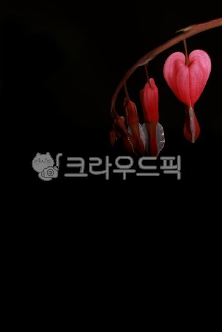 spring,petal,black background,bleeding heart,flower
