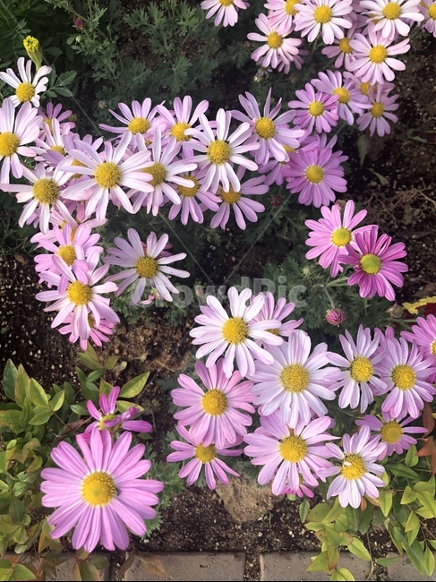 가을,꽃,구절초,보라,가을꽃,식물,자연,plants,nature,꽃,flower