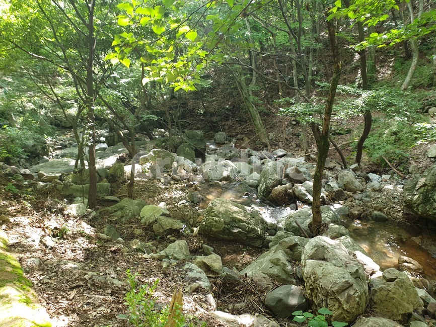 계곡,나무,그늘,숲,숲길