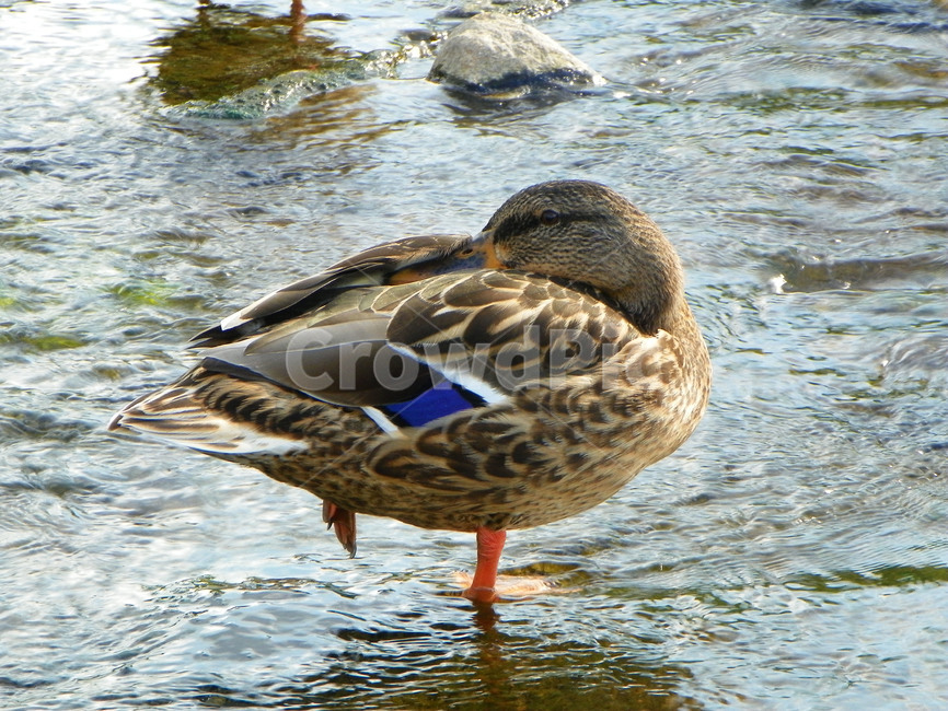 오리,조류,동물,부리,날개,깃털,duck,청둥오리