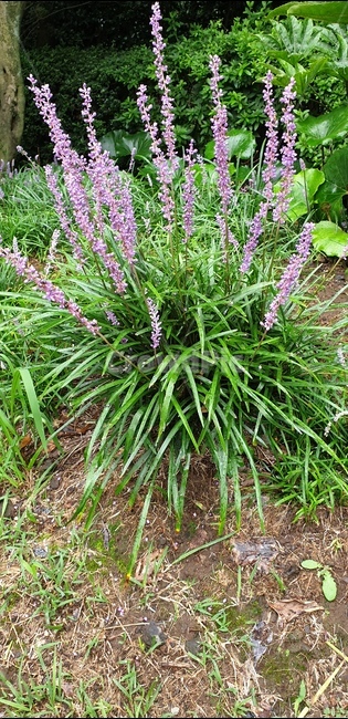 plant,식물,꽃,flower,백합,lily,맥문동,식물,자연,plants,nature,꽃,flower
