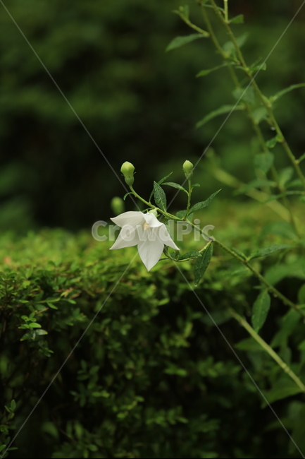 비,소경,풍경,비오는날,비오는소경,rain,식물,자연,plants,nature,꽃,flower