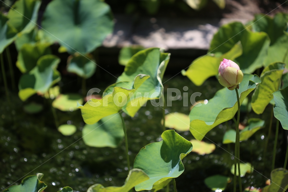연꽃,연잎,풍경,연못,꽃,자연,수목원,여름,초록,식물,자연,plants,nature,꽃,flower