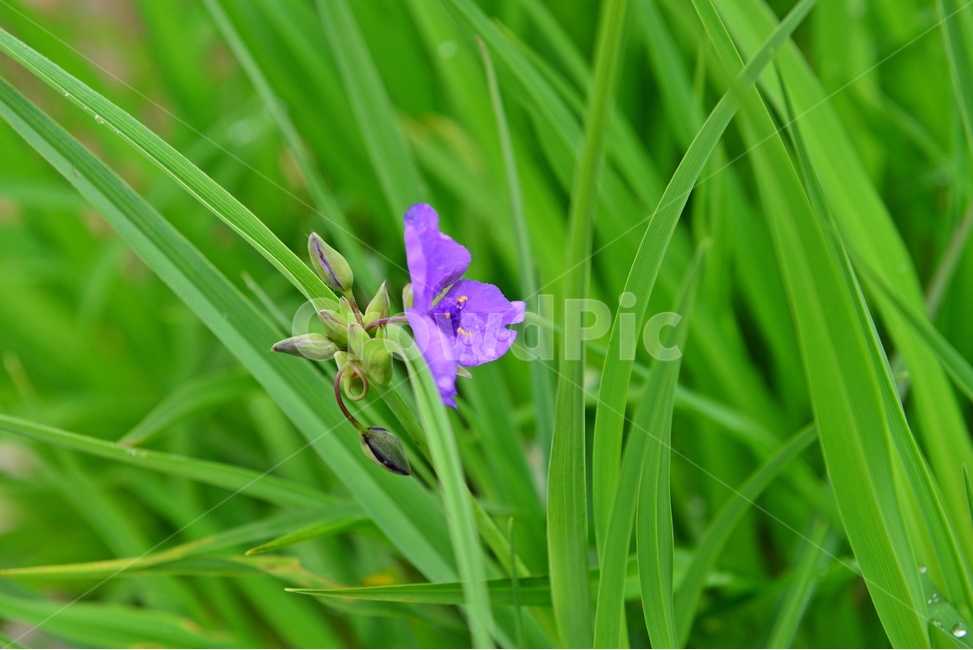 광주,서구,공원,풍암저수지,풍암공원,자주닭개비,nature,자연,outdoors,옥외,plant,식물,field,들,blossom,flower,꽃