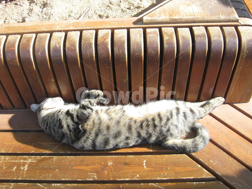 animal,고양이,cat,pet,cute,잠,sleep,벤치,siesta,낮잠,야옹이,얼룩고양이