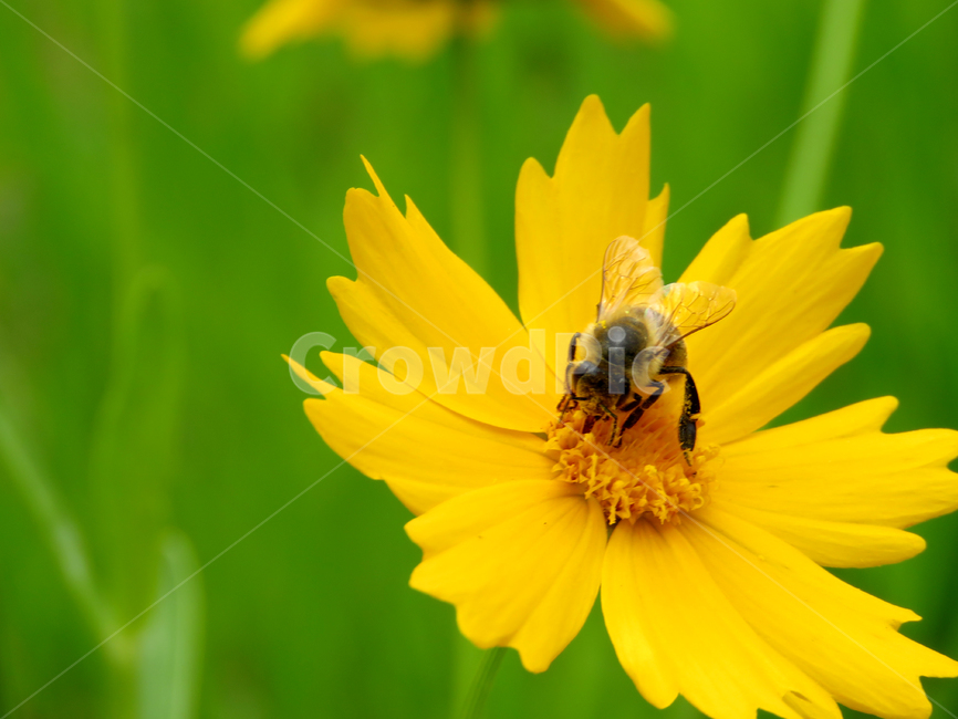 금계국,꿀벌,벌,노랑꽃,식물,야생화,접사,flower,nature,honey,bee,동물,animal,곤충,벌레,insect,bug