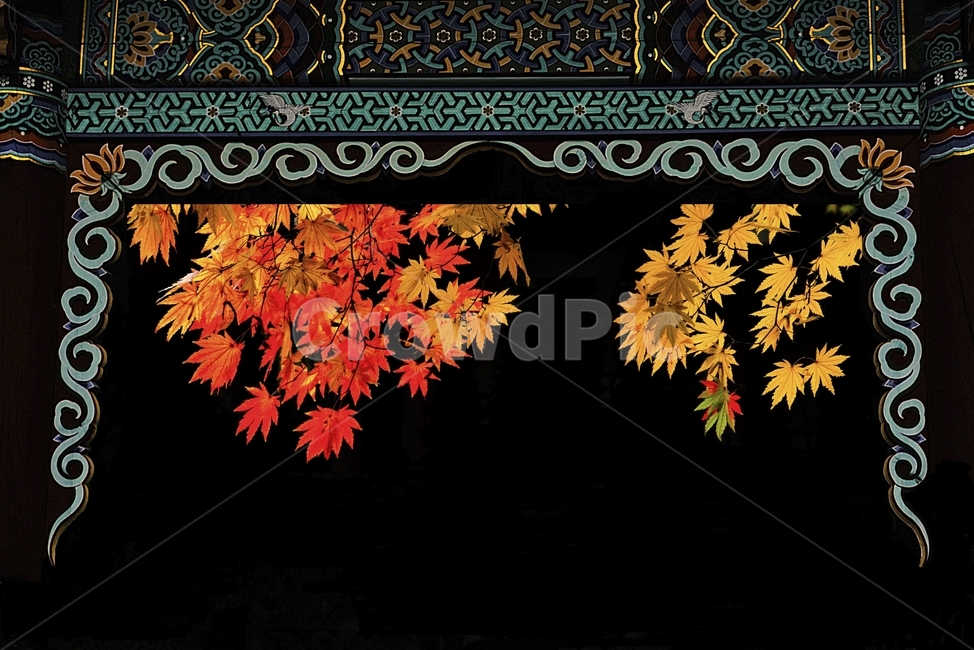 단풍,잎,단풍잎,가을잎,단풍잎사귀,잎사귀,가을단풍,가을,계절,fall,autumn,season,한국전통,한국문화,korean traditional,korean culture,leaf,plant,식물,tree,나무