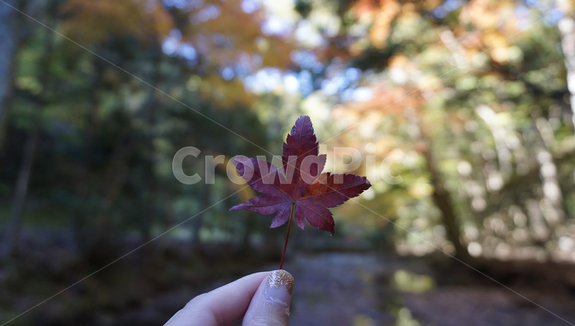 단풍,단풍잎,풍경,감성,가을,계절,maple,leaf,tree,plant,자연,nature,식물,잎,나무,autunm,season,가을,계절,fall,autumn,season
